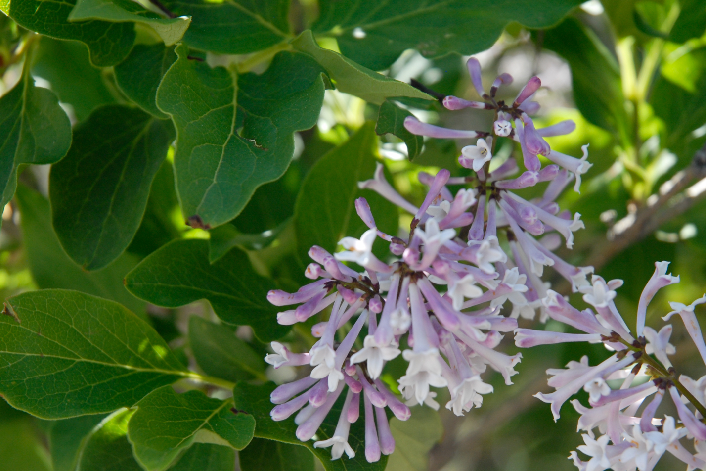Dwarf Korean Lilac